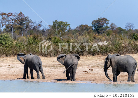 Three african Elephants standing near a water pool in Botswana 105210155