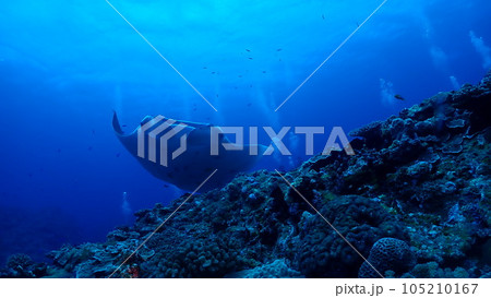 ナンヨウマンタ 105210167