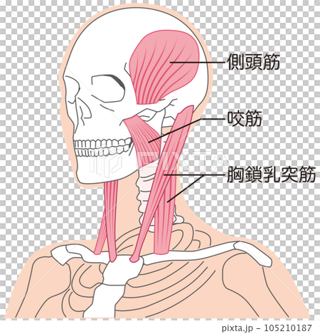 頸部和下頜肌肉結構 胸鎖乳突肌 頸部和下頜肌肉結構 胸鎖乳突肌 105210187
