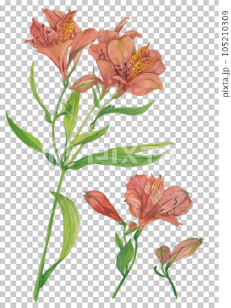 水彩畫的六出花 水彩畫的六出花 105210309