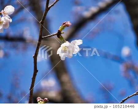 サクラの花 サクラの花 105210446