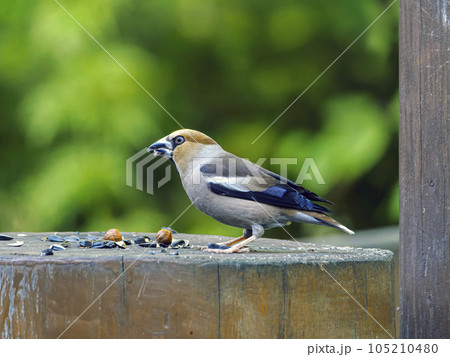 Grosbeak on a stump. Close-up portrait of bird 105210480