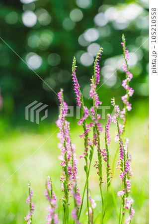 野の花 ネジバナ 野の花 ネジバナ 105210558