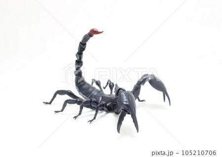 a Black scorpion isolated on white background a Black scorpion isolated on white background 105210706