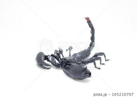 a Black scorpion isolated on white background 105210707