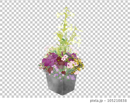 Watercolor illustration of Heuchera planted in an antique pot 105210838