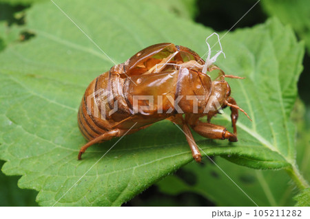 セミの抜け殻 105211282