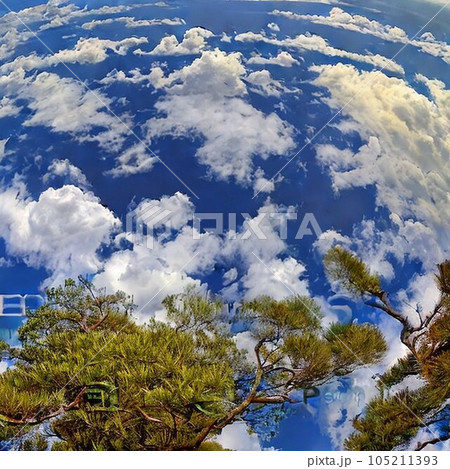 夏の晴れた日の松と雲 夏の晴れた日の松と雲 105211393
