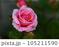 バラの花 105211590