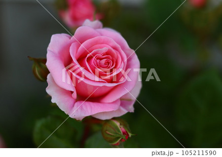 バラの花 105211590