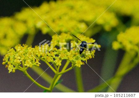 オミナエシの蜜を吸うムモントックリバチ♀ 105211607