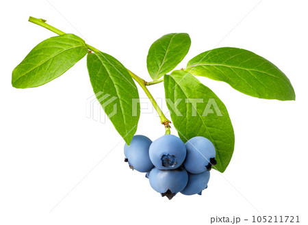 branch of ripe blueberries isolated on white 105211721