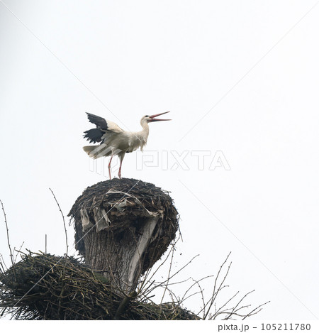 The stork sits on the nest, the stork's wings are open above the nest. The stork sits on the nest, the stork's wings are open above the nest. 105211780