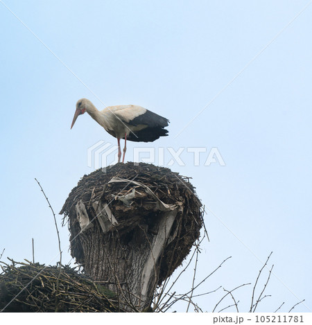 A stork's nest and a stork standing on the nest and watching the world from it. 105211781