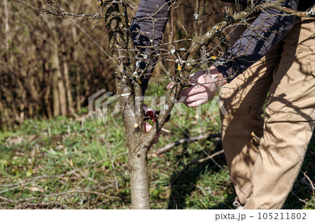 In the spring, a man cuts and trims the branches of a fruit-bearing tree. 105211802