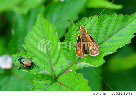 夏の高原を彩るオレンジ色のかわいらしいチョウ、コキマダラセセリ 105211948