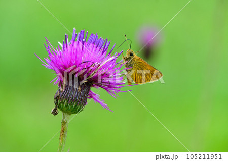 夏の高原を彩るオレンジ色のかわいらしいチョウ、コキマダラセセリ 夏の高原を彩るオレンジ色のかわいらしいチョウ、コキマダラセセリ 105211951