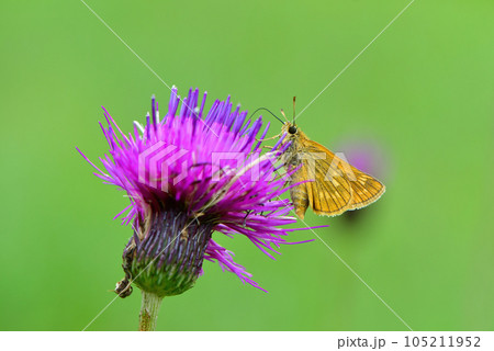 夏の高原を彩るオレンジ色のかわいらしいチョウ、コキマダラセセリ 105211952