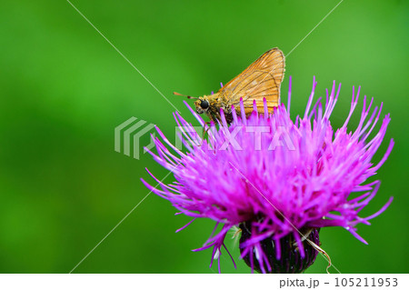夏の高原を彩るオレンジ色のかわいらしいチョウ、コキマダラセセリ 夏の高原を彩るオレンジ色のかわいらしいチョウ、コキマダラセセリ 105211953