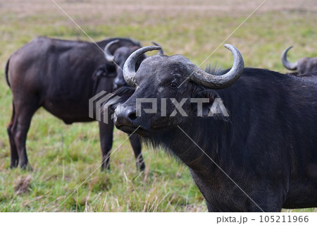 Wild African buffalo in its natural environment 105211966