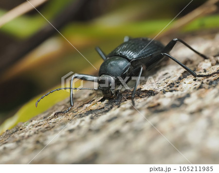 朽ちかけた倒木の表面をかじるキマワリ 朽ちかけた倒木の表面をかじるキマワリ 105211985