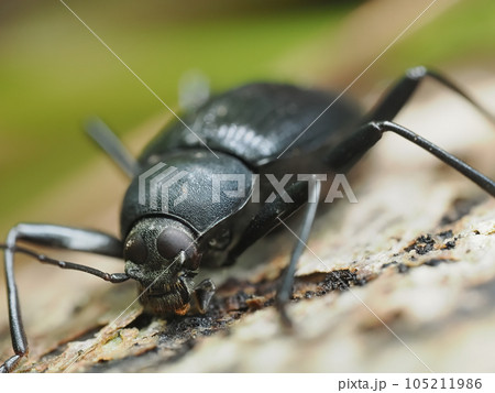 朽ちかけた倒木の表面をかじるキマワリ 朽ちかけた倒木の表面をかじるキマワリ 105211986