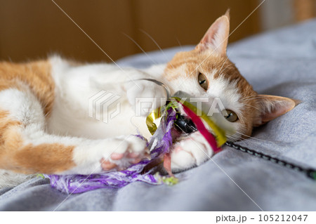 おもちゃで遊ぶ猫　茶トラ白 105212047