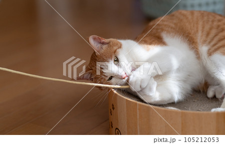 おもちゃで遊ぶ猫　茶トラ白 105212053