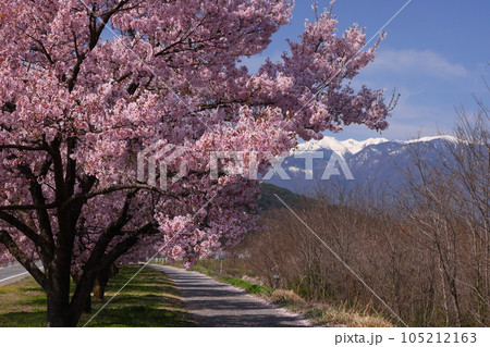 長野県伊那市高遠町下山田 三峰川沿いのタカトオコヒガンザクラ桜並木と冠雪した中央アルプス木曽山脈 長野県伊那市高遠町下山田 三峰川沿いのタカトオコヒガンザクラ桜並木と冠雪した中央アルプス木曽山脈 105212163