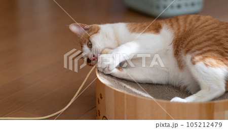 おもちゃで遊ぶ猫　茶トラ白 105212479