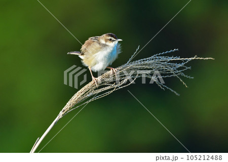 夏に草原で見られる小さなかわいらしい小鳥、セッカ 105212488