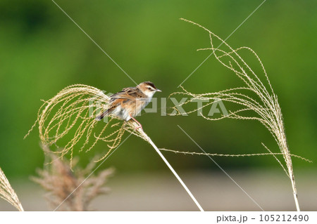 夏に草原で見られる小さなかわいらしい小鳥、セッカ 105212490