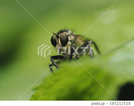 葉の上で獲物を待つムシヒキ 105212528