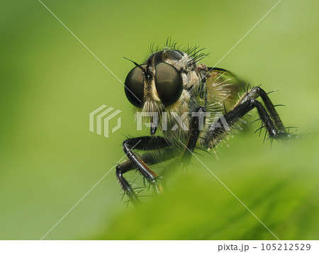 葉の上で獲物を待つムシヒキ 105212529