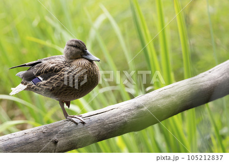 Wild duck in the wild Wild duck in the wild 105212837
