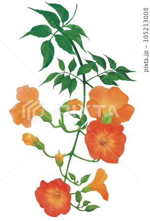 手描き　のうぜんかずら 105213008