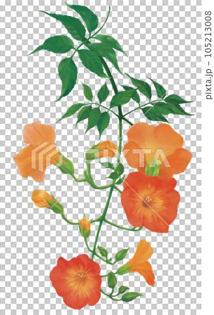 手描き　のうぜんかずら 105213008