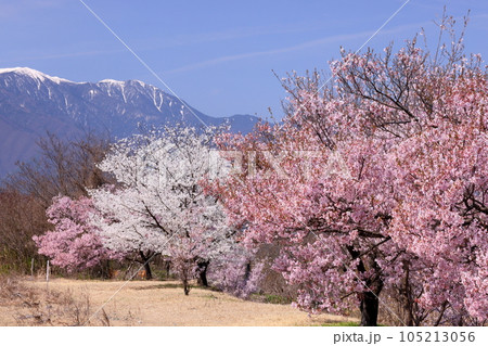 長野県伊那市高遠町下山田 三峰川沿いのタカトオコヒガンザクラなどの桜並木と冠雪の中央アルプス木曽山脈 長野県伊那市高遠町下山田 三峰川沿いのタカトオコヒガンザクラなどの桜並木と冠雪の中央アルプス木曽山脈 105213056