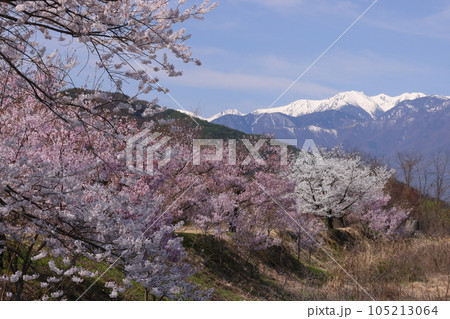 長野県伊那市高遠町下山田 三峰川沿いのタカトオコヒガンザクラなどの桜並木と冠雪の中央アルプス木曽山脈 長野県伊那市高遠町下山田 三峰川沿いのタカトオコヒガンザクラなどの桜並木と冠雪の中央アルプス木曽山脈 105213064