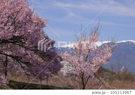 長野県伊那市高遠町下山田 三峰川沿いのタカトオコヒガンザクラなどの桜並木と冠雪の中央アルプス木曽山脈 長野県伊那市高遠町下山田 三峰川沿いのタカトオコヒガンザクラなどの桜並木と冠雪の中央アルプス木曽山脈 105213067