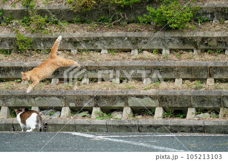 仲良くゴロゴロしてるかと思えばいきなり追いかけっこする猫の写真素材 [105213103] - PIXTA