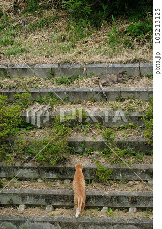 仲良くゴロゴロしてるかと思えばいきなり追いかけっこする猫の写真素材 [105213125] - PIXTA