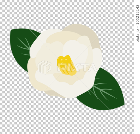 一朵白色山茶花和葉子的插圖 105213142