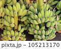 Bunch of cultivated bananas sale at local market in Thailand. 105213170
