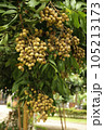 Bunch of Longan fruit on tree. 105213173