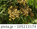 Bunch of Longan fruit on tree. 105213174