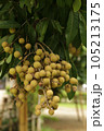 Bunch of Longan fruit on tree. 105213175