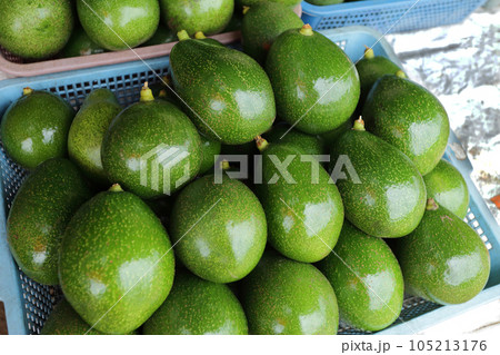Green and fresh avocado for sell in local market. 105213176