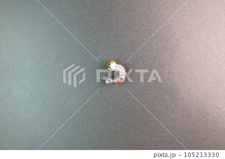 オオクワガタ　カブトムシ　クワガタムシ　幼虫　夏休み　子供 105213330