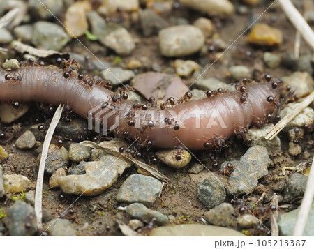 死んだミミズにたかるアリたち 死んだミミズにたかるアリたち 105213387